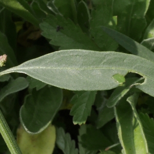 Photographie n°2105344 du taxon Atriplex patula L. [1753]