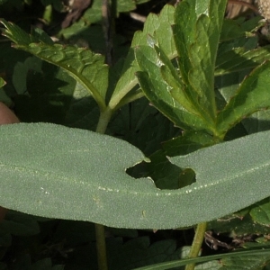 Photographie n°2105345 du taxon Atriplex patula L. [1753]