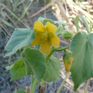 Sida tenax Salisb. (Abutilon à pétales jaunes)