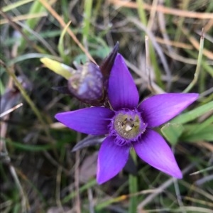  - Gentianella germanica (Willd.) Börner [1912]