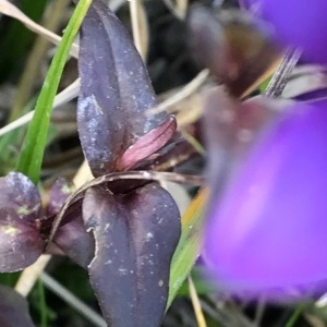  - Gentianella germanica (Willd.) Börner [1912]