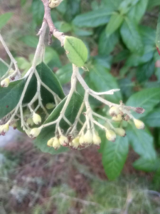 Christophe Gorla, le 10 septembre 2017