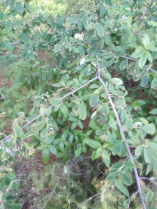 Christophe Gorla, le 10 septembre 2017