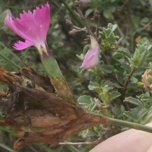 Photographie n°2105619 du taxon Dianthus carthusianorum L.