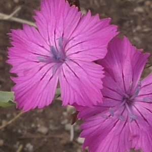 Photographie n°2105620 du taxon Dianthus carthusianorum L.