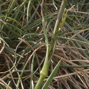 Photographie n°2105623 du taxon Dianthus carthusianorum L.