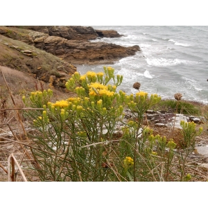 Galatella linosyris var. armoricana (Rouy) B.Bock & J.M.Tison (Aster d'Armorique)