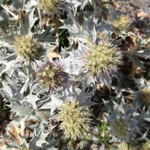 Photographie n°2105681 du taxon Eryngium maritimum L. [1753]