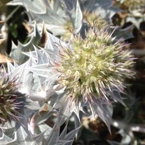 Photographie n°2105682 du taxon Eryngium maritimum L. [1753]