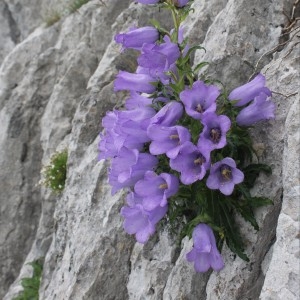 Campanula speciosa Pourr. [1788] [nn75454] par France Rosmann le 08/07/2016 - 64220 Béhorléguy, France