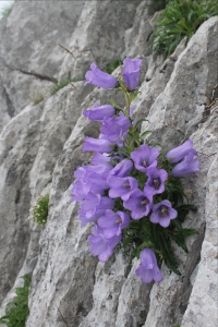 France Rosmann, le  8 juillet 2016 (64220 Béhorléguy, France (Behorleguy 64220 , France))