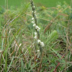 Photographie n°2105714 du taxon Spiranthes spiralis (L.) Chevall. [1827]