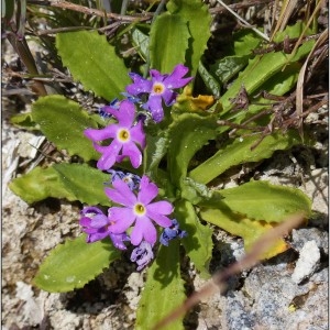 Photographie n°2105720 du taxon Primula farinosa L. [1753]