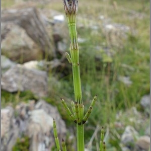 Photographie n°2105725 du taxon Equisetum palustre L. [1753]