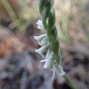 Photographie n°2105733 du taxon Spiranthes spiralis (L.) Chevall. [1827]