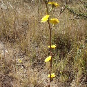 Photographie n°2105740 du taxon Picris hieracioides L. [1753]