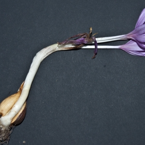 Photographie n°2105750 du taxon Colchicum autumnale L. [1753]