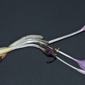 Photographie n°2105751 du taxon Colchicum autumnale L. [1753]