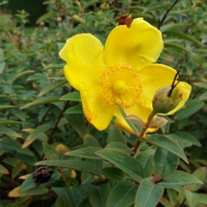 Photographie n°2105757 du taxon Hypericum x hidcoteense Hilling ex Geerinck