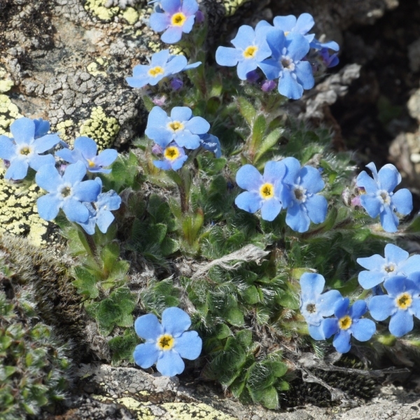 Eritrichium nanum subsp. nanum  [nn25026] par liliane Pessotto le 30/06/2016 - La Grave