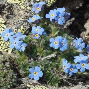 Eritrichium nanum (L.) Schrad. ex Gaudin subsp. nanum (Éritriche nain)