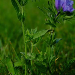 Photographie n°2105822 du taxon Echium vulgare L. [1753]