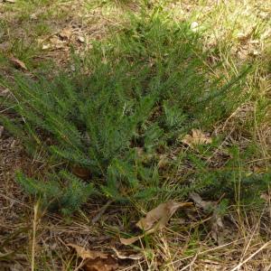 Photographie n°2105874 du taxon Thymelaea coridifolia (Lam.) Endl. [1848]