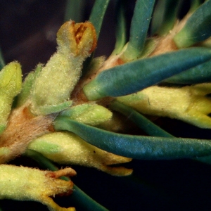  - Thymelaea coridifolia (Lam.) Endl. [1848]