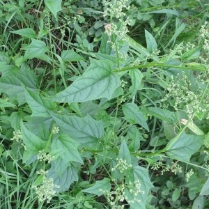 Photographie n°2105899 du taxon Chenopodium hybridum L.