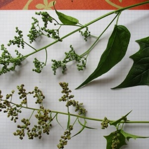 Photographie n°2105900 du taxon Chenopodium hybridum L.