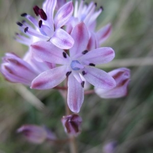 Photographie n°2105905 du taxon Prospero autumnale (L.) Speta