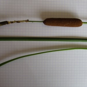 Photographie n°2105919 du taxon Typha angustifolia L.