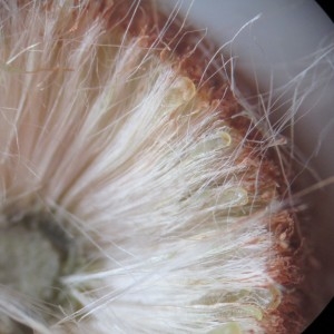 Photographie n°2105922 du taxon Typha angustifolia L.