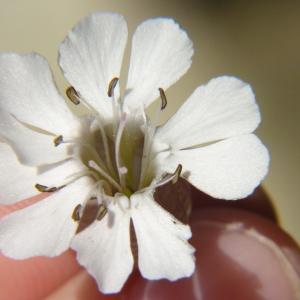 Photographie n°2105952 du taxon Silene uniflora Roth [1794]