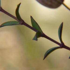 Photographie n°2105954 du taxon Silene uniflora Roth [1794]