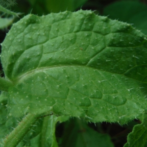 Photographie n°2106050 du taxon Borago officinalis L. [1753]