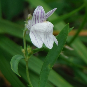 Photographie n°2106054 du taxon Linaria repens (L.) Mill. [1768]