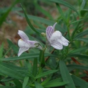 Photographie n°2106057 du taxon Linaria repens (L.) Mill. [1768]