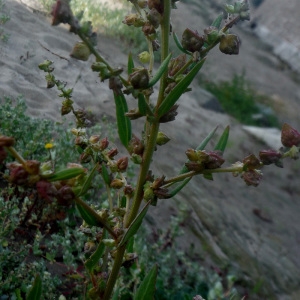 Photographie n°2106074 du taxon Atriplex prostrata Boucher ex DC. [1805]