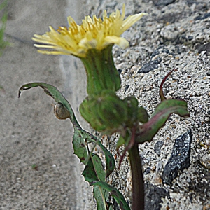 Photographie n°2106082 du taxon Sonchus oleraceus L. [1753]