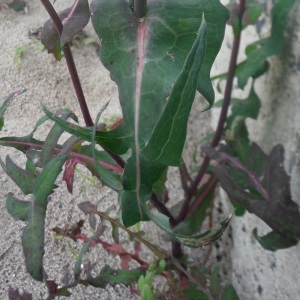 Photographie n°2106086 du taxon Sonchus oleraceus L. [1753]