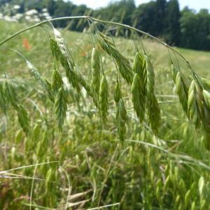 Photographie n°2106118 du taxon Bromus secalinus L. [1753]
