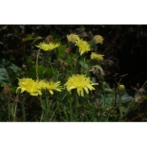 Hieracium pallidiflorum subsp. lantoscanum (Burnat & Gremli) Zahn (Épervière)