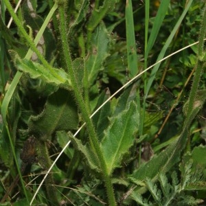 Photographie n°2106129 du taxon Hieracium lantoscanum Burnat & Gremli [1883]