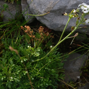 Photographie n°2106131 du taxon Hornungia alpina subsp. alpina 