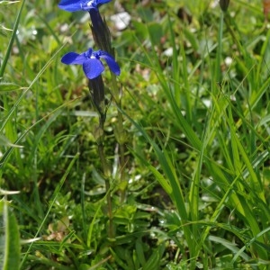 Photographie n°2106133 du taxon Gentiana utriculosa L. [1753]