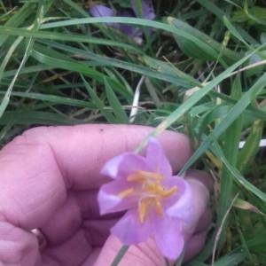 Photographie n°2106137 du taxon Colchicum autumnale L. [1753]