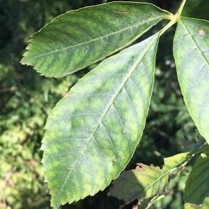 Photographie n°2106148 du taxon Fraxinus excelsior L. [1753]