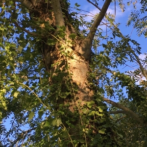 Photographie n°2106149 du taxon Fraxinus excelsior L. [1753]