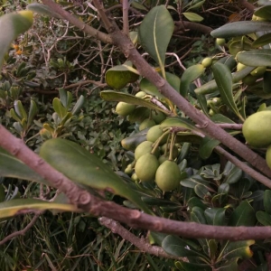 Photographie n°2106166 du taxon Pittosporum tobira (Thunb.) W.T.Aiton [1811]